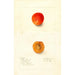 Reproduction of the painting Prunus domestica Golden Queen - Deborah Griscom Passmore
