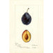 Prunus domestica Grand Duke - Deborah Griscom Passmore — artwork view