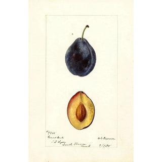 Prunus domestica Grand Duke - Deborah Griscom Passmore — artwork view