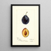 Prunus domestica Grand Duke - Deborah Griscom Passmore — framed artwork on a wall