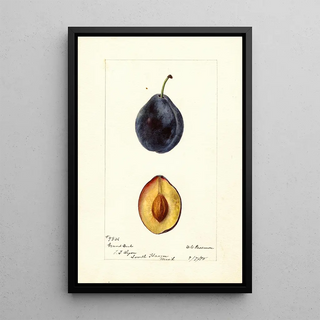 Prunus domestica Grand Duke - Deborah Griscom Passmore — framed artwork on a wall