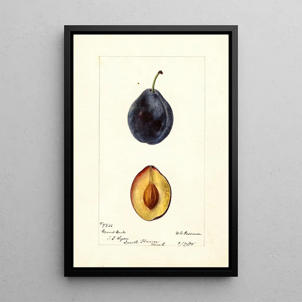 Prunus domestica Grand Duke - Deborah Griscom Passmore — framed artwork on a wall