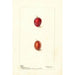Prunus domestica Heaton - Deborah Griscom Passmore — artwork view