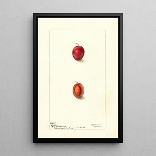 Prunus domestica Heaton - Deborah Griscom Passmore — framed artwork on a wall