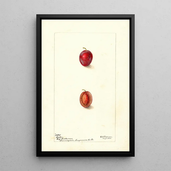 Prunus domestica Heaton - Deborah Griscom Passmore — framed artwork on a wall