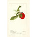 Prunus domestica Lannix - Deborah Griscom Passmore — artwork view