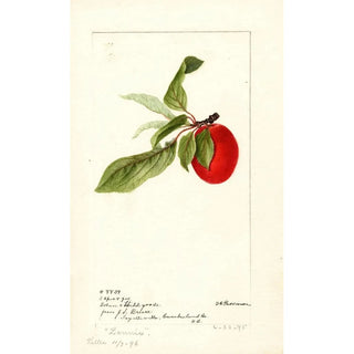 Prunus domestica Lannix - Deborah Griscom Passmore — artwork view