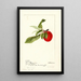 Prunus domestica Lannix - Deborah Griscom Passmore — framed artwork on a wall