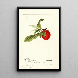 Prunus domestica Lannix - Deborah Griscom Passmore — framed artwork on a wall
