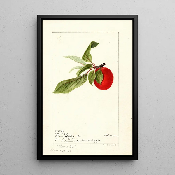 Prunus domestica Lannix - Deborah Griscom Passmore — framed artwork on a wall