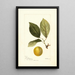 Prunus domestica Madison - Deborah Griscom Passmore — framed artwork on a wall