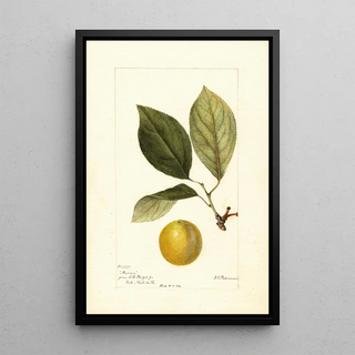 Prunus domestica Madison - Deborah Griscom Passmore — framed artwork on a wall