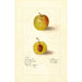 Prunus domestica McLaughlin - Deborah Griscom Passmore | Painting — artwork view