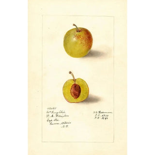 Prunus domestica McLaughlin - Deborah Griscom Passmore | Painting — artwork view