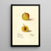 Prunus domestica McLaughlin - Deborah Griscom Passmore | Painting — framed artwork on a wall