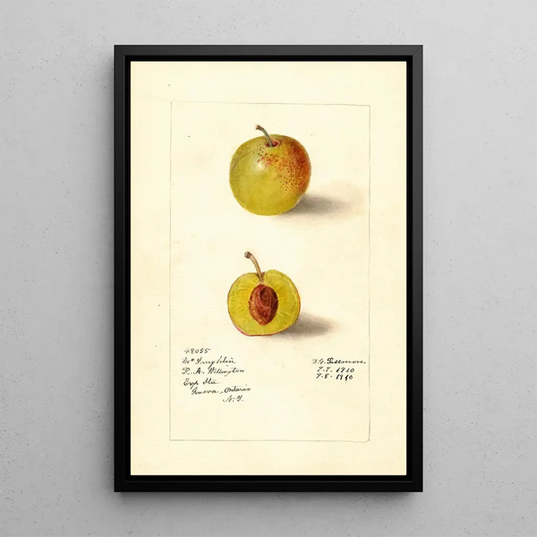 Prunus domestica McLaughlin - Deborah Griscom Passmore | Painting — framed artwork on a wall