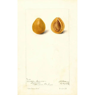 Prunus domestica Moldavka - Deborah Griscom Passmore | Painting — artwork view