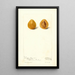 Prunus domestica Moldavka - Deborah Griscom Passmore | Painting — framed artwork on a wall