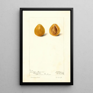 Prunus domestica Moldavka - Deborah Griscom Passmore | Painting — framed artwork on a wall