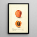 Reproduction of the painting Prunus domestica Montgamet - Deborah Griscom Passmore | Painting