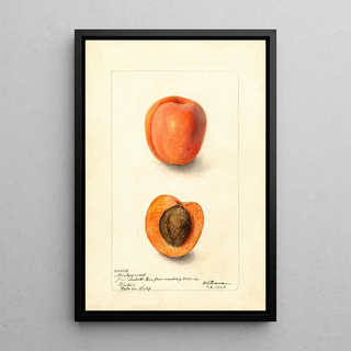 Reproduction of the painting Prunus domestica Montgamet - Deborah Griscom Passmore | Painting