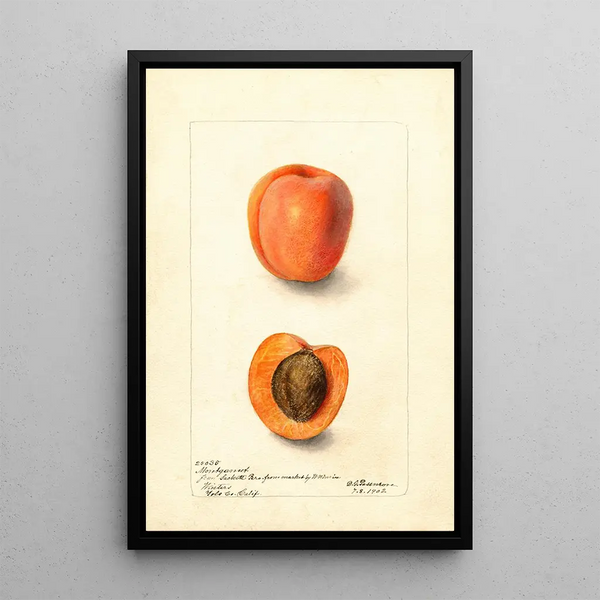 Reproduction of the painting Prunus domestica Montgamet - Deborah Griscom Passmore | Painting