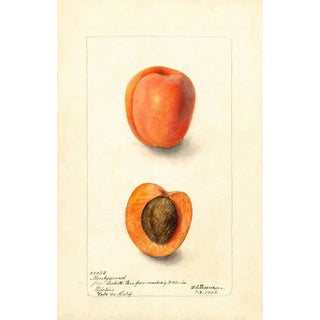 Reproduction of the painting Prunus domestica Montgamet - Deborah Griscom Passmore | Painting