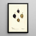 Prunus domestica Mt - Deborah Griscom Passmore — framed artwork on a wall
