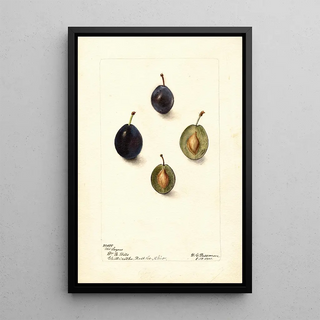 Prunus domestica Mt - Deborah Griscom Passmore — framed artwork on a wall