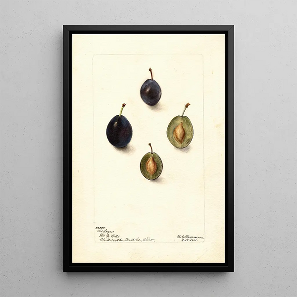 Prunus domestica Mt - Deborah Griscom Passmore — framed artwork on a wall