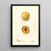 Reproduction of the painting Prunus domestica Normand - Deborah Griscom Passmore