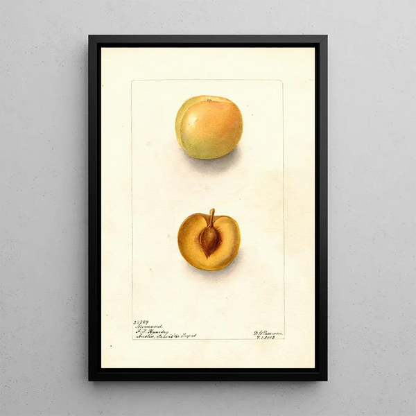 Reproduction of the painting Prunus domestica Normand - Deborah Griscom Passmore