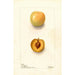 Reproduction of the painting Prunus domestica Normand - Deborah Griscom Passmore