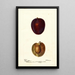 Reproduction of the painting Prunus domestica Pacific Prune - Deborah Griscom Passmore | Painting