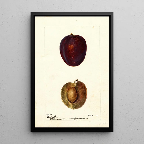 Reproduction of the painting Prunus domestica Pacific Prune - Deborah Griscom Passmore | Painting