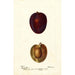 Reproduction of the painting Prunus domestica Pacific Prune - Deborah Griscom Passmore | Painting