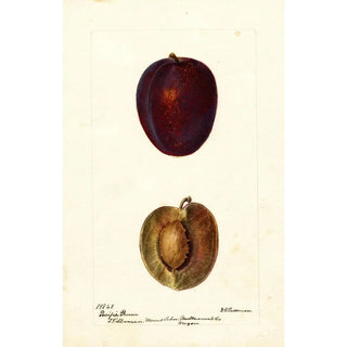 Reproduction of the painting Prunus domestica Pacific Prune - Deborah Griscom Passmore | Painting