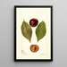 Reproduction of the painting Prunus domestica Pander - Deborah Griscom Passmore