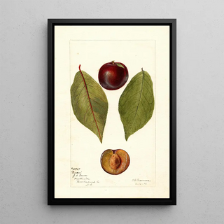 Reproduction of the painting Prunus domestica Pander - Deborah Griscom Passmore