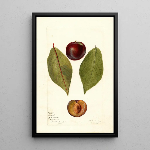 Reproduction of the painting Prunus domestica Pander - Deborah Griscom Passmore