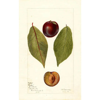 Reproduction of the painting Prunus domestica Pander - Deborah Griscom Passmore