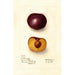 Prunus domestica Simon - Deborah Griscom Passmore — artwork view