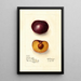 Prunus domestica Simon - Deborah Griscom Passmore — framed artwork on a wall