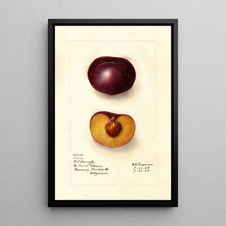 Prunus domestica Simon - Deborah Griscom Passmore — framed artwork on a wall