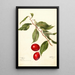 Prunus domestica Sophie - Deborah Griscom Passmore — framed artwork on a wall