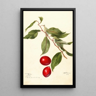 Prunus domestica Sophie - Deborah Griscom Passmore — framed artwork on a wall
