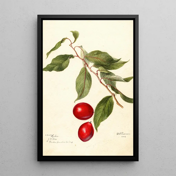 Prunus domestica Sophie - Deborah Griscom Passmore — framed artwork on a wall