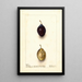 Reproduction of the painting Prunus domestica Splendor - Deborah Griscom Passmore