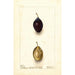 Reproduction of the painting Prunus domestica Splendor - Deborah Griscom Passmore