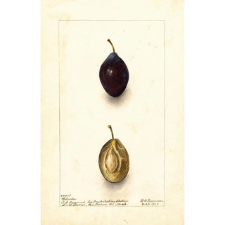 Reproduction of the painting Prunus domestica Splendor - Deborah Griscom Passmore